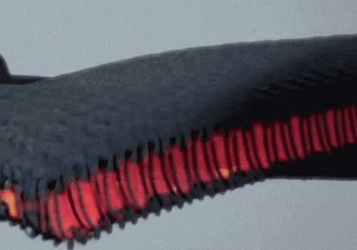 20231010169692667979995.gif